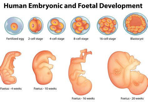what is prenatal stage of development
