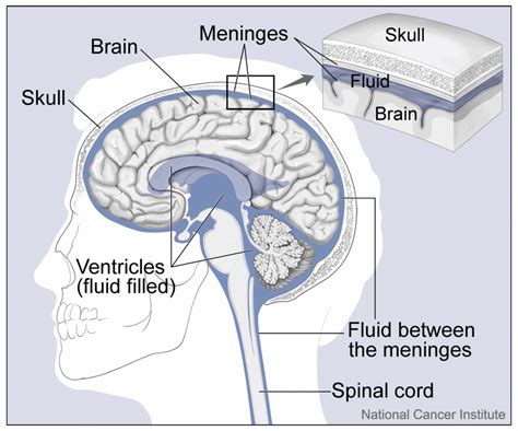 what is present between brain and skull