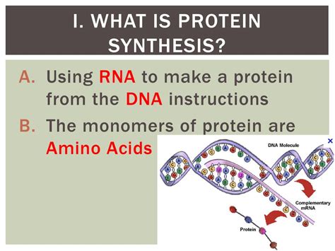 what is protein synthesis and why is it important