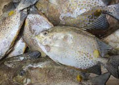 what is samaral fish in english