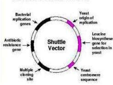 what is shuttle vector