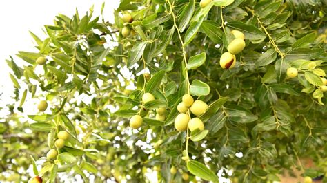 what is sidr called in english