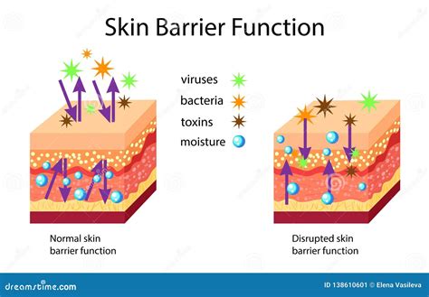 what is skin barrier function