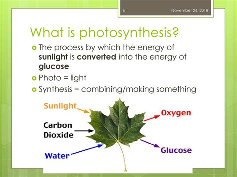 what is synthesized in photosynthesis
