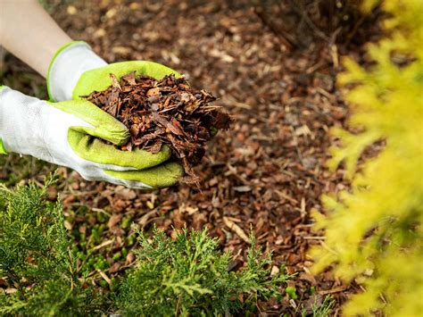 what is the best mulching material