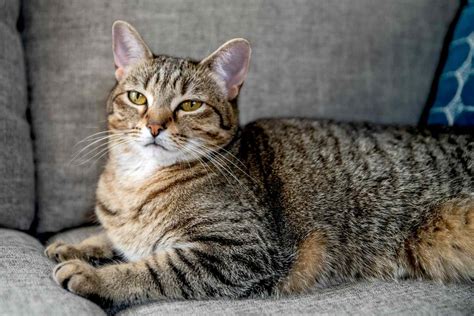 what is the breed name for a tabby cat