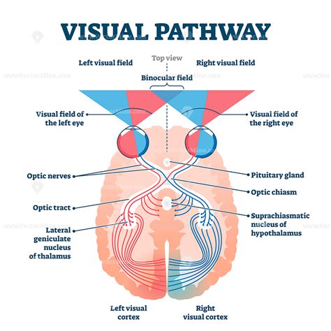what is the central visual pathway