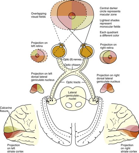 what is the correct order of the visual pathway