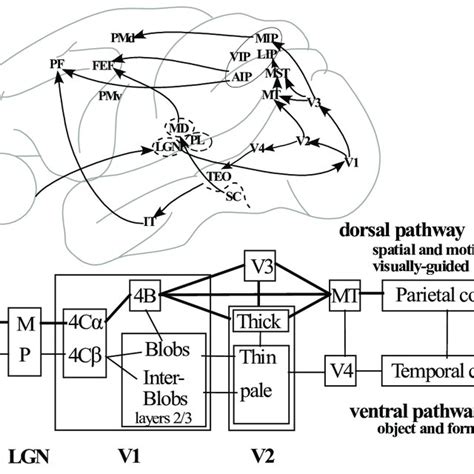 what is the correct path of visual information processing from start to finish