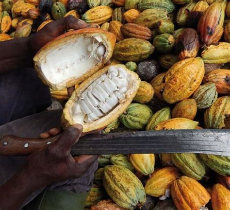what is the current price of cocoa in cameroon