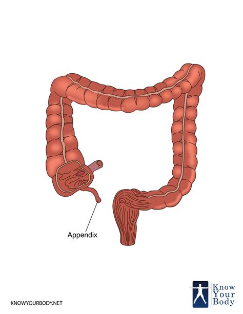 what is the definition of appendix in biology