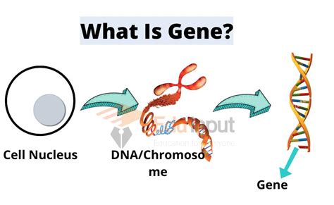 what is the definition of gene version in science