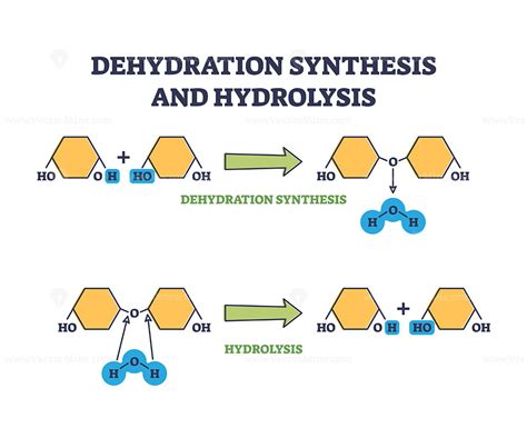 what is the difference between dehydration synthesis and hydrolysis