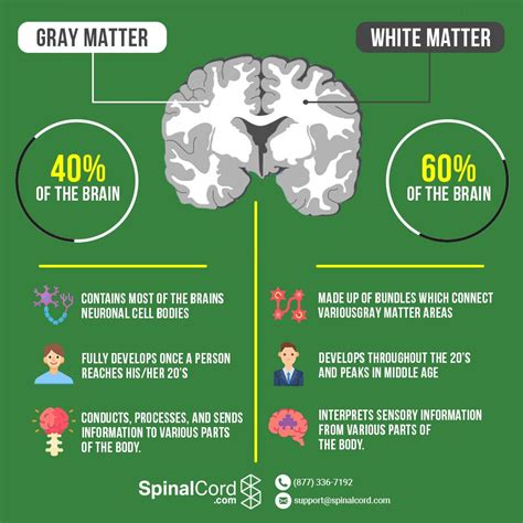 what is the difference between white and grey matter in the brain