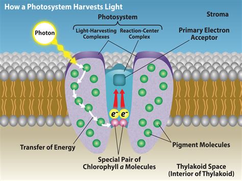 what is the electron source of photosynthesis