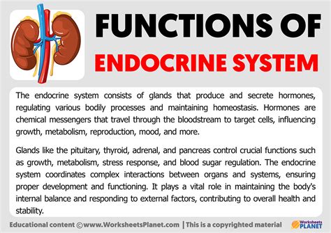 what is the endocrine system and what is its primary function