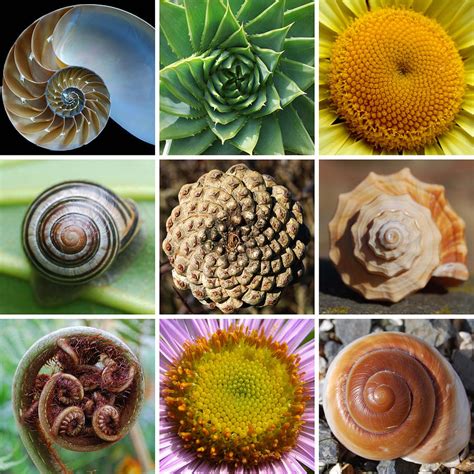 what is the fibonacci spiral in nature