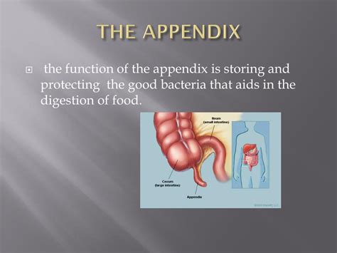 what is the function of appendix class 10