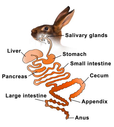 what is the function of appendix in animals