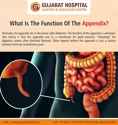 what is the function of appendix in digestive system