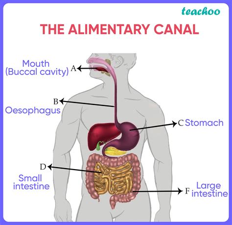 what is the function of appendix in human alimentary canal