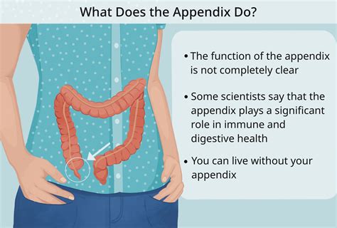 what is the function of appendix in our body