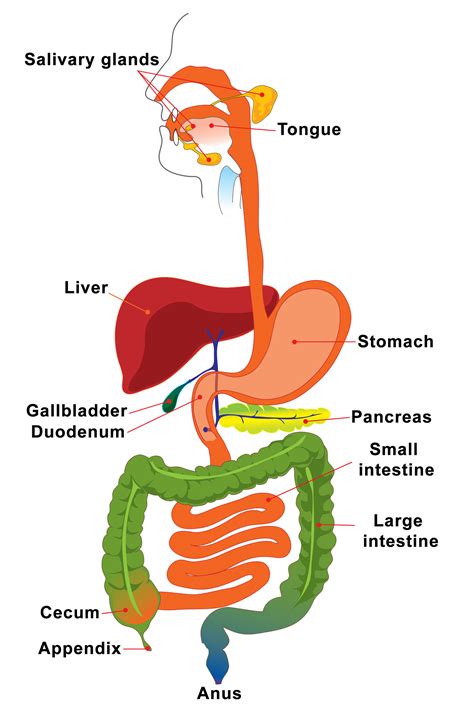 what is the function of appendix in our digestive system