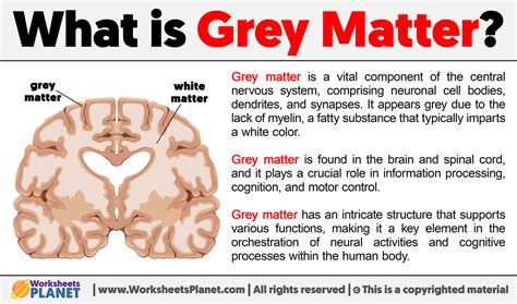 what is the function of grey matter in brain