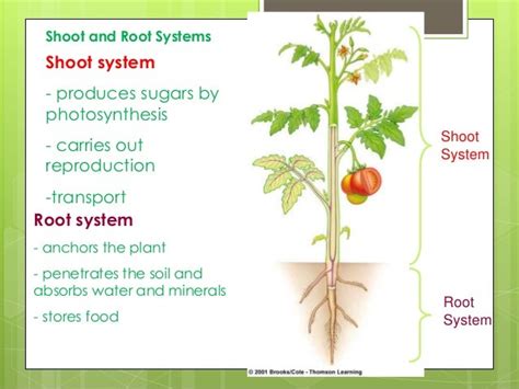 what is the function of root in photosynthesis