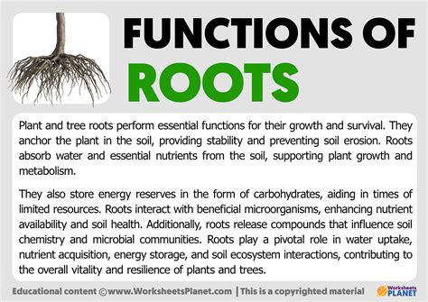 what is the function of root in plants