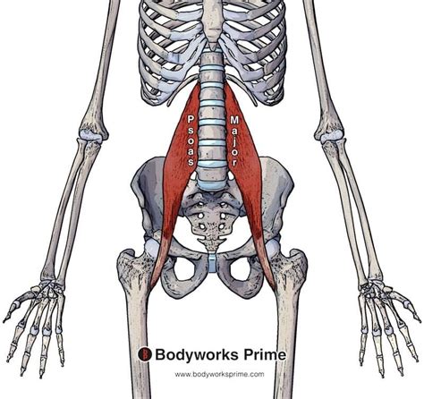 what is the function of the psoas major