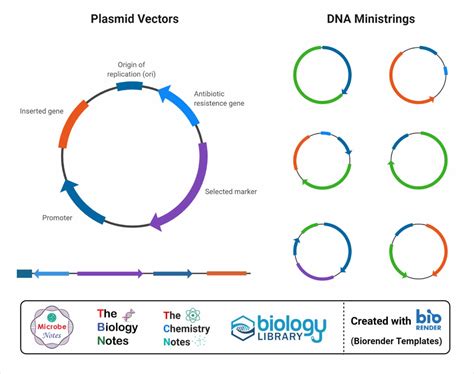 what is the importance of cloning vector in biotechnology