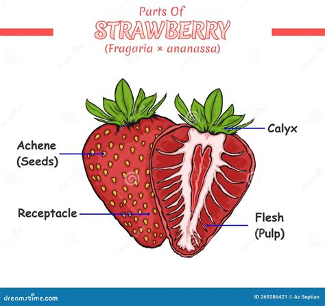 what is the inside of a strawberry called