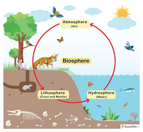 what is the main function of biosphere