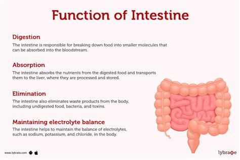 what is the main function of biostatistics