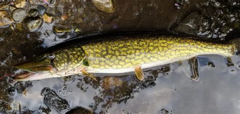 what is the meaning of pickerel