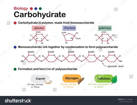 what is the molecular structure of carbohydrates