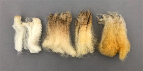 what is the natural grease in sheep's wool