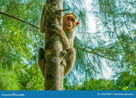 what is the only tree a monkey can't climb