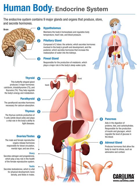 what is the other name for endocrine system