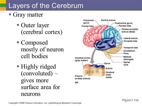 what is the outer layer of gray matter in the cerebrum called