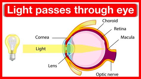 what is the pathway of light
