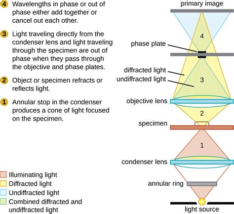 what is the pathway of light through a microscope