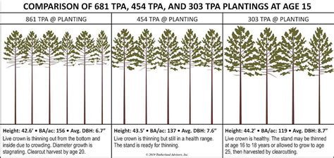 what is the perfect size for a pines