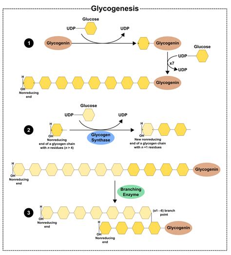 what is the process of glycogen synthesis called