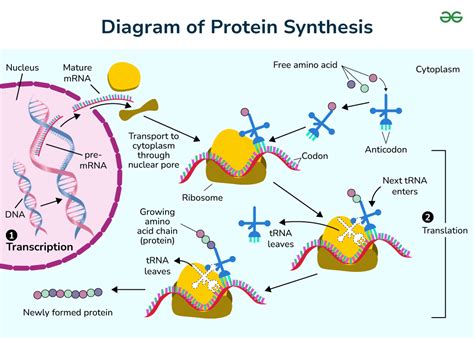 what is the process of protein synthesis called