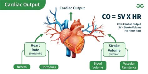 what is the proper equation for calculating cardiac output in pediatrics