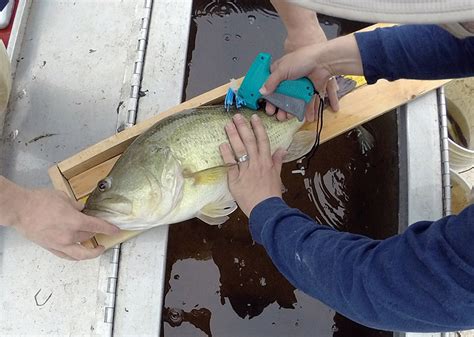 what is the purpose of tagging fish