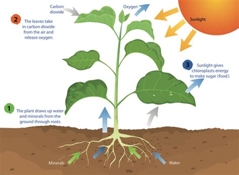 what is the root in photosynthesis