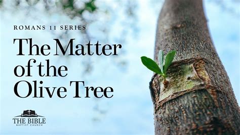 what is the root of the olive tree in romans 11